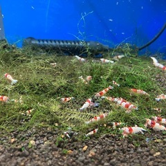 レッドビーシュリンプ (ミックス)の画像