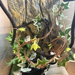 グラステラリウム4560の画像