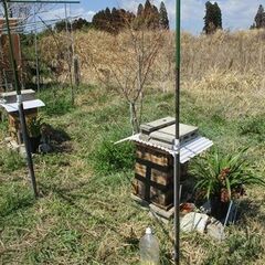 初心者用・大巣箱/3段式（ハチミツ沢山溜まります）置くだけの巣箱・後ろ開き戸付き・蜜無料塗り在りの画像