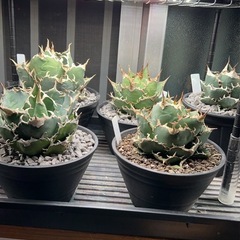 アガベ各種　良品の画像