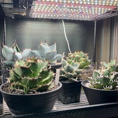 アガベ各種　良品の画像
