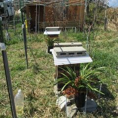 日本蜜蜂巣箱・4段式【スリム型・女性用・初心者用】【置くだけ】蜜無料塗り在りの画像