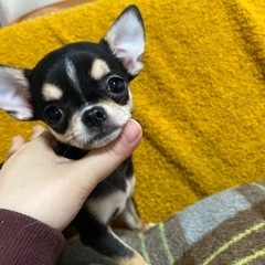 スムースチワワ  女の子  込み込み16万