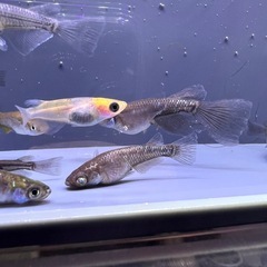 MIXめだかの画像