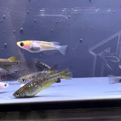 MIXめだかの画像