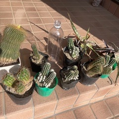 サボテン&アロエ　残りわずか
の画像