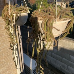 サボテン&アロエ　残りわずか
の画像