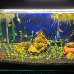 アピストグラマ　カカトゥオイデス(オス)の画像