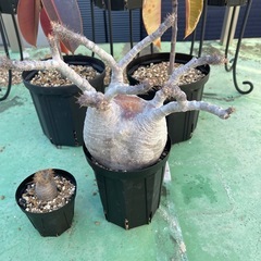 グラキリス現地球 他
の画像