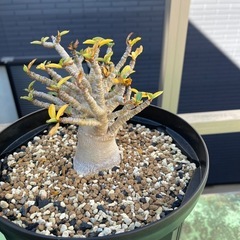 グラキリス現地球 他
の画像