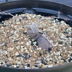 グラキリス現地球 他
の画像