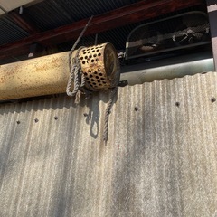 水揚げ用　バーチガルの画像