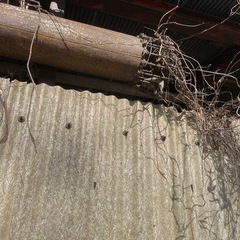 水揚げ　パーチガルの画像