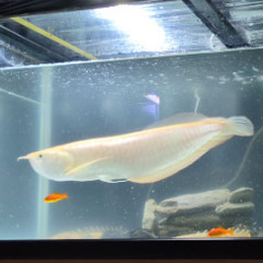 アルビノシルバーアロワナ　セミショート（45〜50㎝）の画像