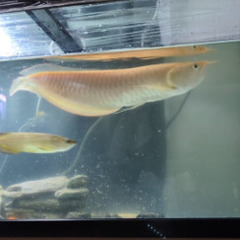 アルビノシルバーアロワナ　セミショート（45〜50㎝）の画像