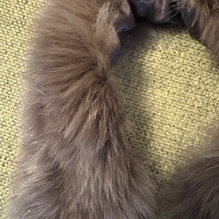 ブラウンファー マフラーの画像