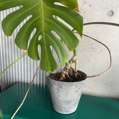 モンステラの画像