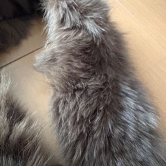 ファーマフラー　ブラウンの画像