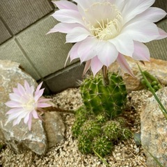 花サボテン、40株位！子供含め80頭位！の画像