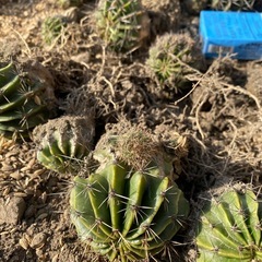 花サボテン、40株位！子供含め80頭位！の画像