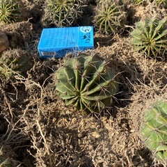 花サボテン、40株位！子供含め80頭位！の画像