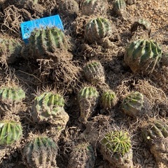 花サボテン、40株位！子供含め80頭位！の画像