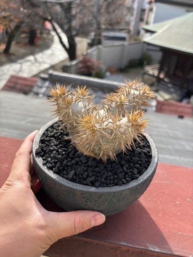 パキポディウム　デンシフローラム　塊根植物