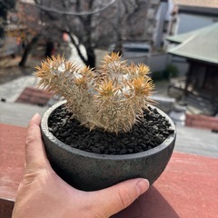 パキポディウム　デンシフローラム　塊根植物の画像
