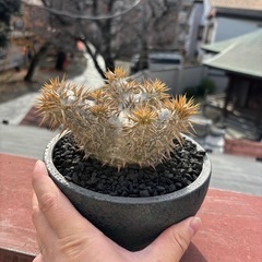 パキポディウム　デンシフローラム　塊根植物の画像