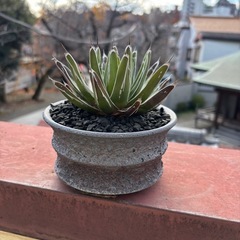 笹の雪　アガベの画像