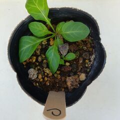 本物の月見草・実生苗１ポットC＊転売お断り＊の画像