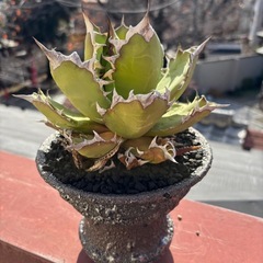アガベ　姫厳竜の画像