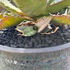 アガベ　強刺夕映の画像