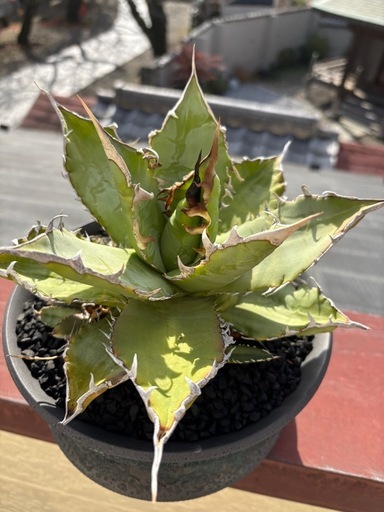 アガベ　強刺夕映