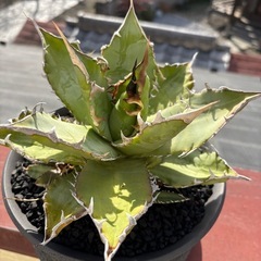 アガベ　強刺夕映の画像