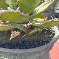 アガベ　強刺夕映の画像