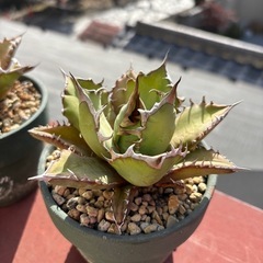 アガベ　姫厳竜の画像