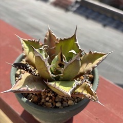 アガベ　姫厳竜の画像