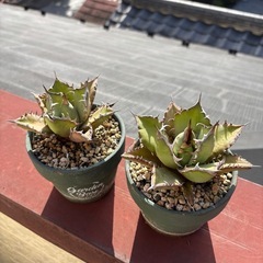 アガベ　姫厳竜の画像