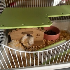 ゴールデンハムスター