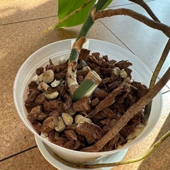 もともと斑入りだったモンステラの画像