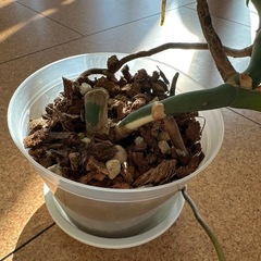 もともと斑入りだったモンステラの画像