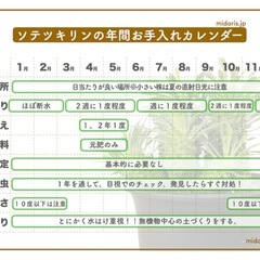 観葉植物　多肉植物　ユーフォルビア　ソテツキリン　3号の画像