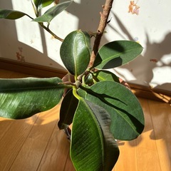 観葉植物　ゴムの木の画像