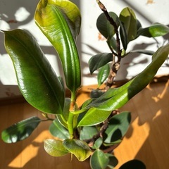 観葉植物　ゴムの木の画像