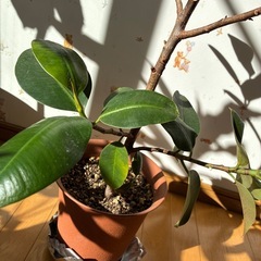 観葉植物　ゴムの木の画像