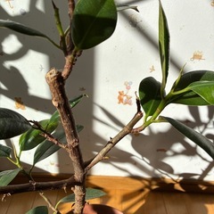 観葉植物　ゴムの木の画像