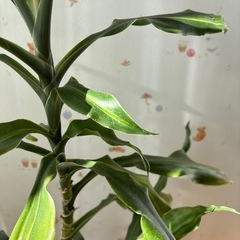 観葉植物　ドラセナの画像