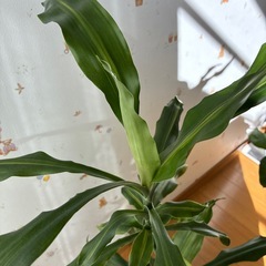 観葉植物　ドラセナの画像