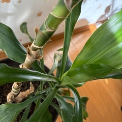 観葉植物　ドラセナの画像